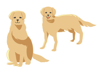 ゴールデンレトリーバー　金色　線無し