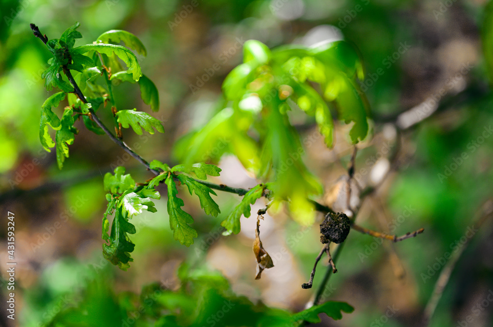 Poster Bulk with a larva on an oak twig with green leaves.