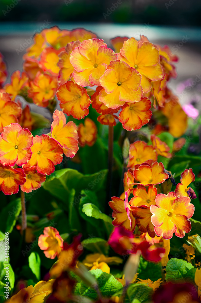 Sticker colorful spring flowers primrose spring flowers.