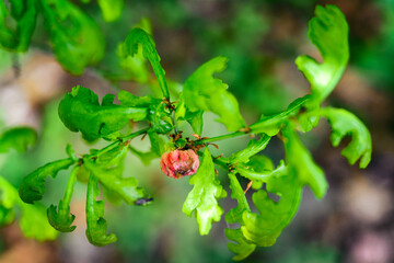 Bulk with a larva on an oak twig with green leaves.
