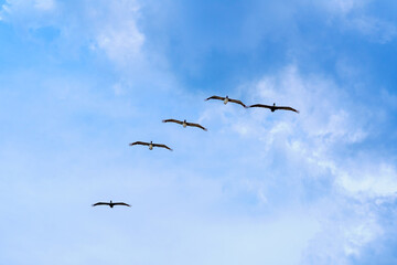 Pelicans in flight. A flock of pelicans in the blue sky flies north along the ocean in spring in search of fish