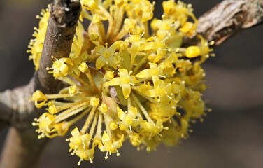piccoli fiori gialli del corniolo (Cornus mas)