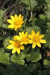 gialla fioritura primaverile di favagello (Ranunculus ficaria)