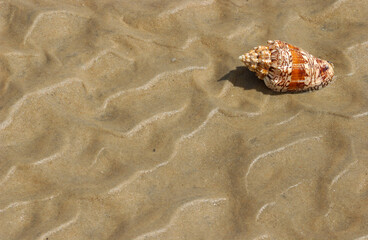 Seashell on the beach sand as a background.