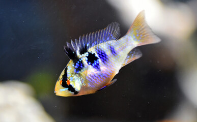 an aquarium ramirezi fish with nice colors