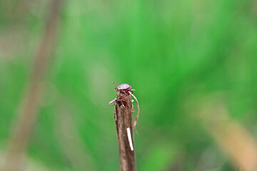 mites are sitting on dry grass in anticipation of their prey