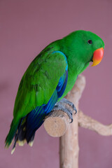 Green eclectus parrot with blurred background