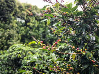 &aacute;rbol, verde, naturaleza, rojo, fruta, f&aacute;brica, hojas, hojas, baya, huerta, sucursal, arbusto, alimento, flor, agricultura, verano, oto&ntilde;al, baya, flor, anaranjada, manzana, &aacute;rbol, cielo, primavera, ca