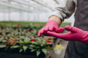 Obraz na płótnie Canvas Gardener in gloves preparing flower seeds for planting.