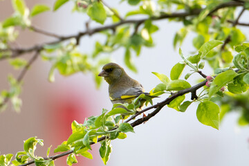 Chloris chloris on branch