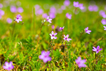 Small lilac wildflowers Common stork blooming in spring, blurred background. Wallpaper, bright flower screensaver