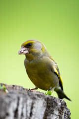 Chloris chloris on branch