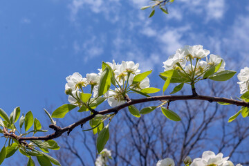  White pear flowers against the background of the spring sky.