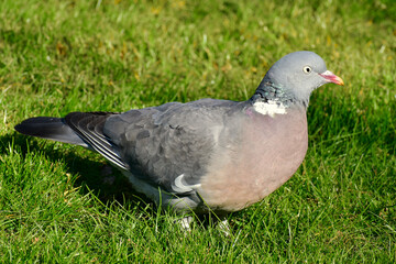 Closeup of a wood pigeon on grass, Coventry, England, UK