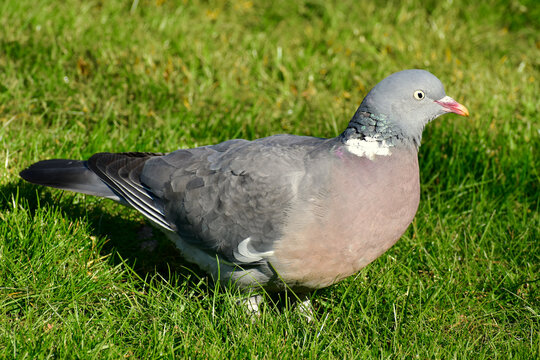 Closeup Of A Wood Pigeon On Grass, Coventry, England, UK