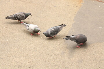 pigeons on the street