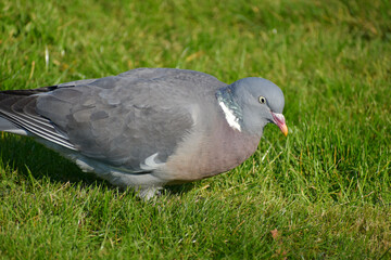 Closeup of a wood pigeon on grass, Coventry, England, UK