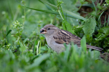 sparrow looking for food