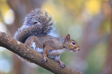curious squirrel on a tree, a small mammal living in the woods and in the park