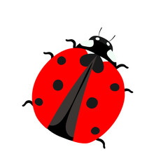 Vector illustration with a red ladybug, isolated element on a white background in a flat style. Vector illustration with insects