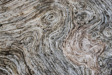 surface pattern of a weathered tree trunk