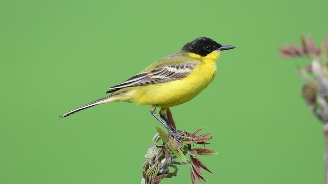 Yellow Wagtail, Motacilla flava feldegg close up