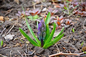 a beautiful spring flower with green leaves and purple inflorescences is preparing to bloom in a city flower bed