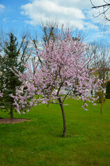 blooming cherry tree adorns the city park, flowers with delicate white-pink petals on the branches