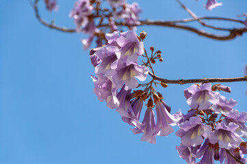 Springtime. Flowers of Paulownia tomentosa tree against blue sky. Purple bells of the Paulownia felt tree