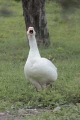 Screaming duck