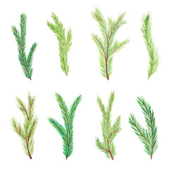 Watercolor fir branches. Christmas tree branches. Hand drawn watercolor fir branches isolated on white background