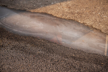 Dirty white water flows on a cement surface of a back yard of a house due to pipe blockage. Ecology...
