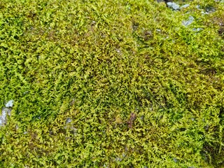 green moss background