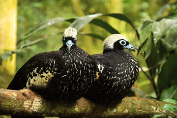 Pipile jacutinga