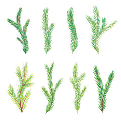 Watercolor fir branches. Christmas tree branches. Hand drawn watercolor fir branches isolated on white background