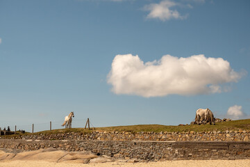 Beautiful white horse in a field against blue cloudy sky background. Warm sunny day. Pet animal in nature environment