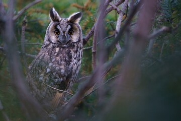 long-eared (asio otus) owl hidden in the shade of a tree at sunset