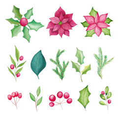 Watercolor Christmas floral elements, poinsettia flowers, berries, leaves, fir tree branches