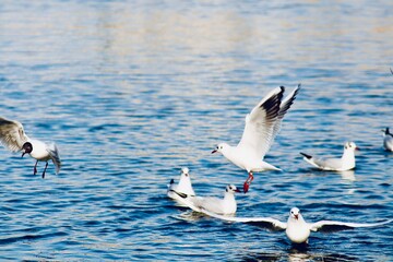 flock of seagulls