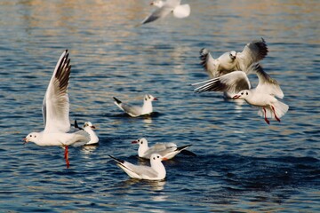 flock of seagulls