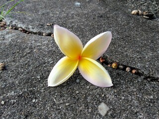 plumeria on the sand