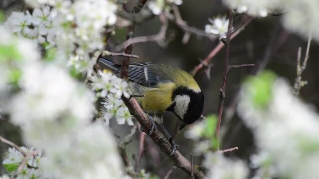 Songbird great tit Parus major eats an insect on a flowering tree in the wild