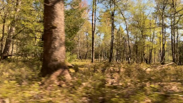 look sideways into the forest in Hoenderloo, Veluwe, Netherlands. Parallax tracking shot while running with gimbal