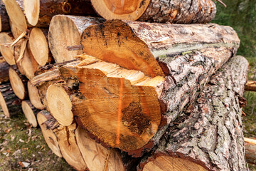 Logs of pine wood stacked. A cross-section of a raw, freshly cut wood log.