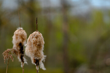 Typha with very blurry background