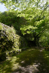 新緑の金蔵寺　参道の青紅葉　京都市大原野
