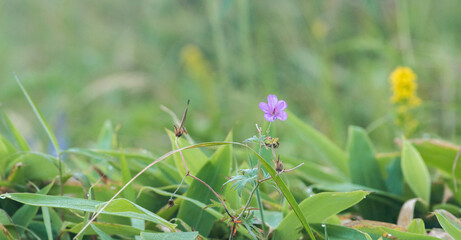 高山植物　ハクサンフウロ