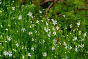 Fototapeta premium Stellaria wild flower in pure nature