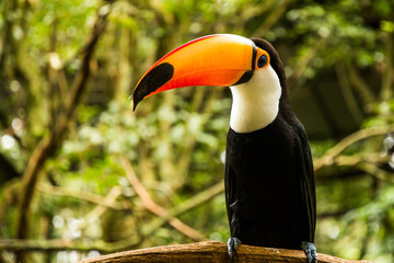 Ramphastos toco   TUCAN GRANDE