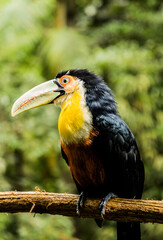 Ramphastos toco   TUCAN GRANDE